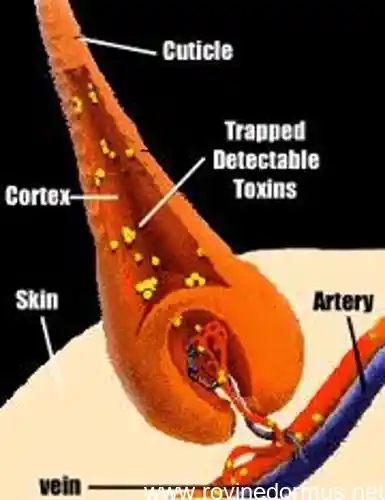 how to beat a hair follicle test for truck drivers